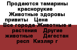 Продаются тамарины краснорукие . Животные здоровы привиты › Цена ­ 85 000 - Все города Животные и растения » Другие животные   . Дагестан респ.,Кизляр г.